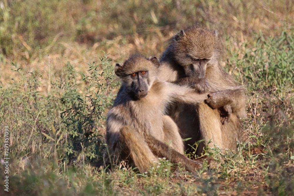 Bärenpavian / Chacma baboon / Papio ursinus Bärenpavian / Chacma baboon / Papio ursinus