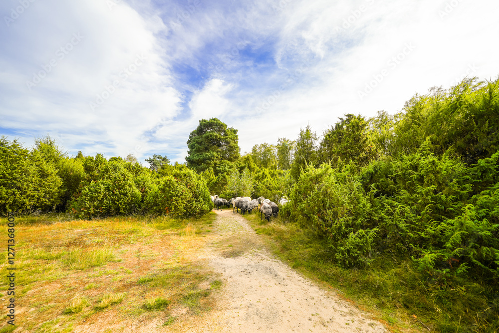 View of a herd of Heidschnucken in the Westrupper Heide. Landscape with sheep near Haltern am See.
View of a herd of Heidschnucken in the Westrupper Heide. Landscape with sheep near Haltern am See.