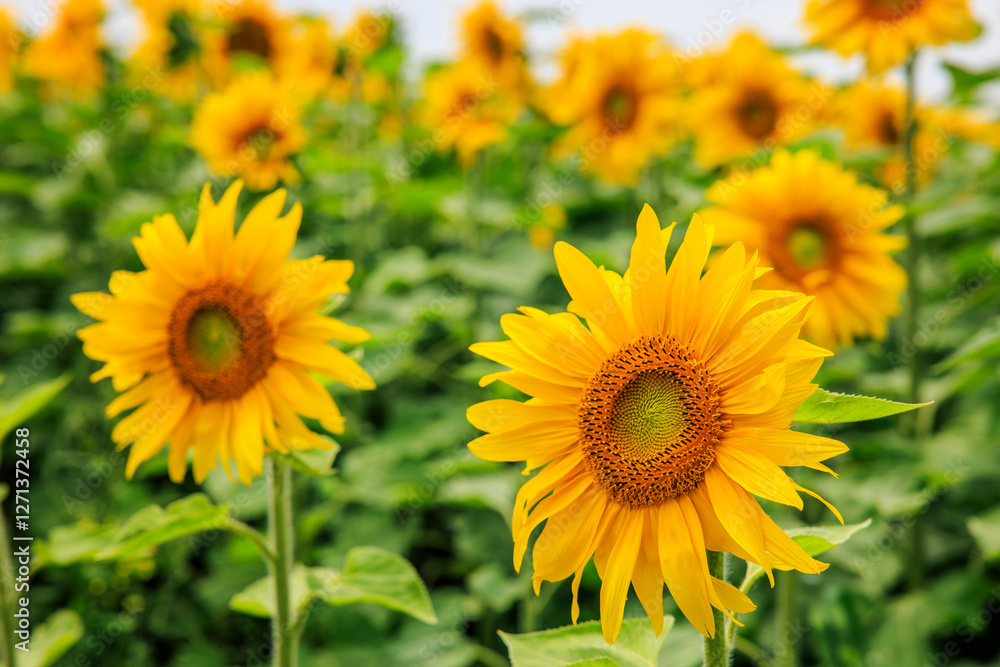 Vibrant sunflowers are blooming in the agriculture field Vibrant sunflowers are blooming in the agriculture field