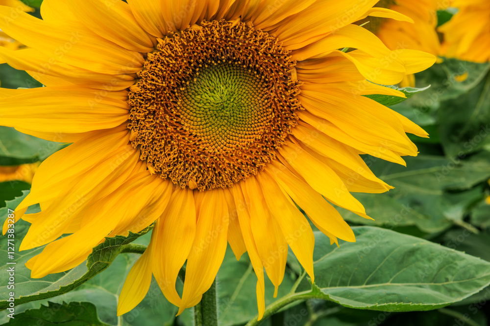 Obraz premium Closeup shot of a vibrant sunflower
