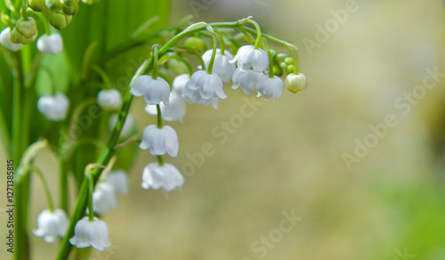close on bells of pretty bouquet of fresh lily of valley blooming in a garden.