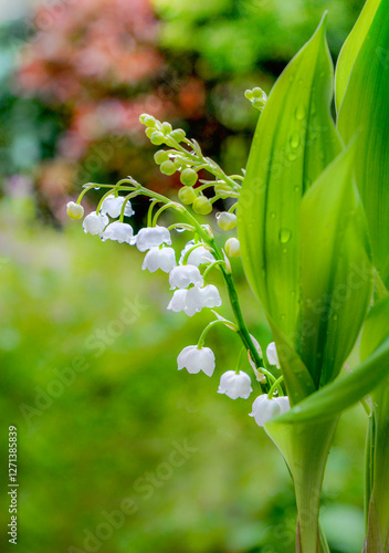 close on bells of pretty bouquet of fresh lily of valley blooming in a garden.