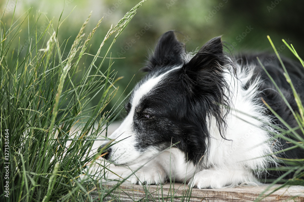 Fototapeta premium senior border collie dog sniffing grass with closed eyes, nature portrait