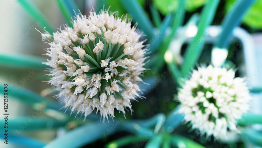 Onion Flower Closeup,Homegrown Green Onion Flowers Blooming in the Garden Onion Flower Closeup,Homegrown Green Onion Flowers Blooming in the Garden