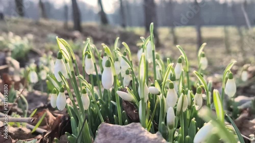 Snowdrop flowers bloom in the forest, signaling the arrival of spring slow motion. Common snowdrop (Galanthus nivalis). Hello spring concept. 4K