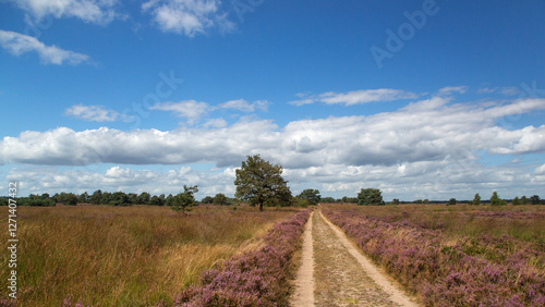 Straigt track through flowering heathland on sunny day photo