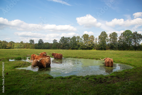Five Scottish cows bathing in pool in meadow, Dwingeloo, Drenthe , Netherlands