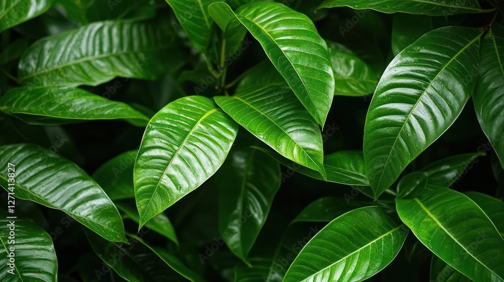 Close Up of Lush Dark Green Tropical Leaves Close Up of Lush Dark Green Tropical Leaves