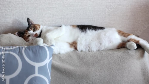 Beautiful domestic tricolor cat with yellow (amber) eyes lies on the back of the sofa and claws the blanket. Selective focus, close-up. Slow motion.