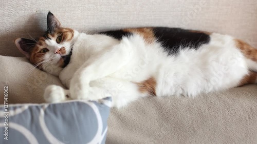 Beautiful domestic tricolor cat with yellow (amber) eyes lies on the back of the sofa and looking at the camera. Selective focus, close-up. Slow motion.