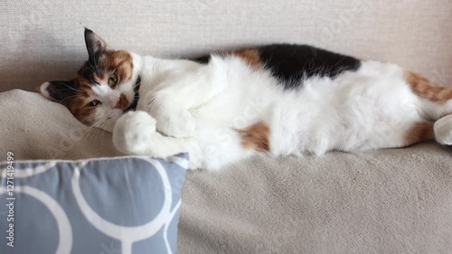Beautiful domestic tricolor cat with yellow (amber) eyes lies on the back of the sofa and stretching. Selective focus, close-up, evening. Slow motion.