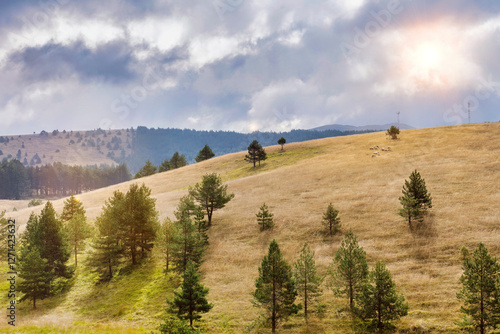 Flock of sheep in the sunny hillside landscape photo