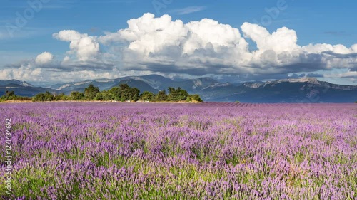 Summer time-lapse of lavender field with mountains and passing clouds in Provence. Alpes-de-Haute-Provence (Alps), France