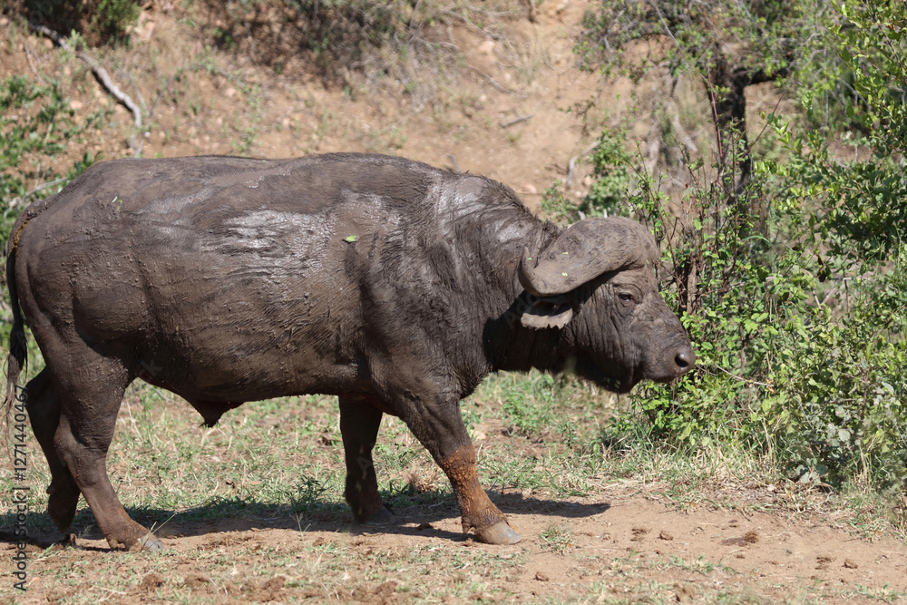 Fototapeta premium Kaffernbüffel / African buffalo / Syncerus caffer