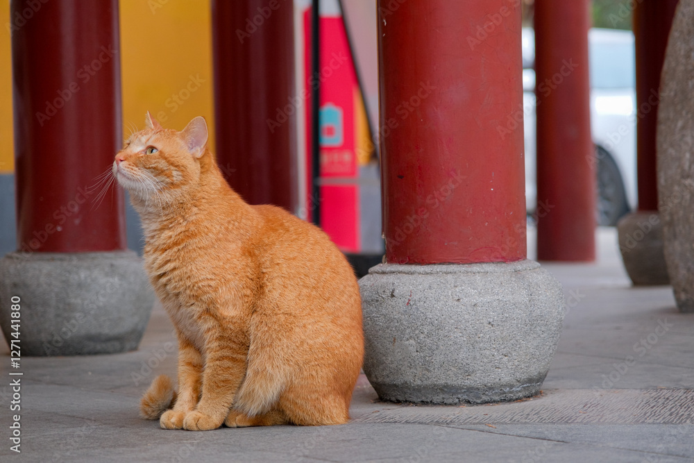 お寺でくつろぐ猫(中国 南京市、鶏鳴寺)