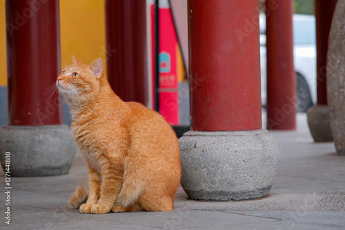 Obraz na płótnie お寺でくつろぐ猫(中国 南京市、鶏鳴寺) w salonie