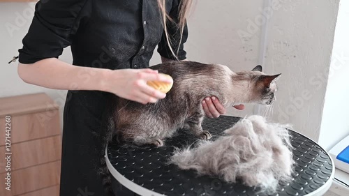 Brushing resistance makes grooming difficult, pet stress increases struggle, pet anxiety causes movement, uncomfortable brushing leads to fur damage, making patience essential for grooming photo