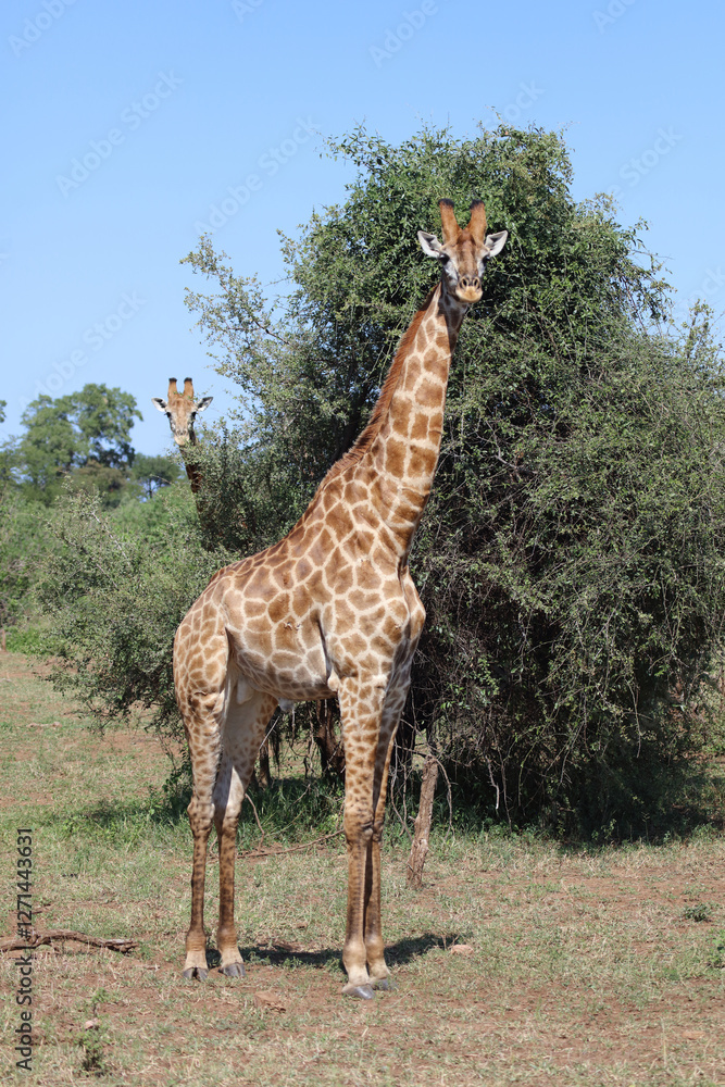 Obraz premium Giraffe / Giraffe / Giraffa camelopardalis
