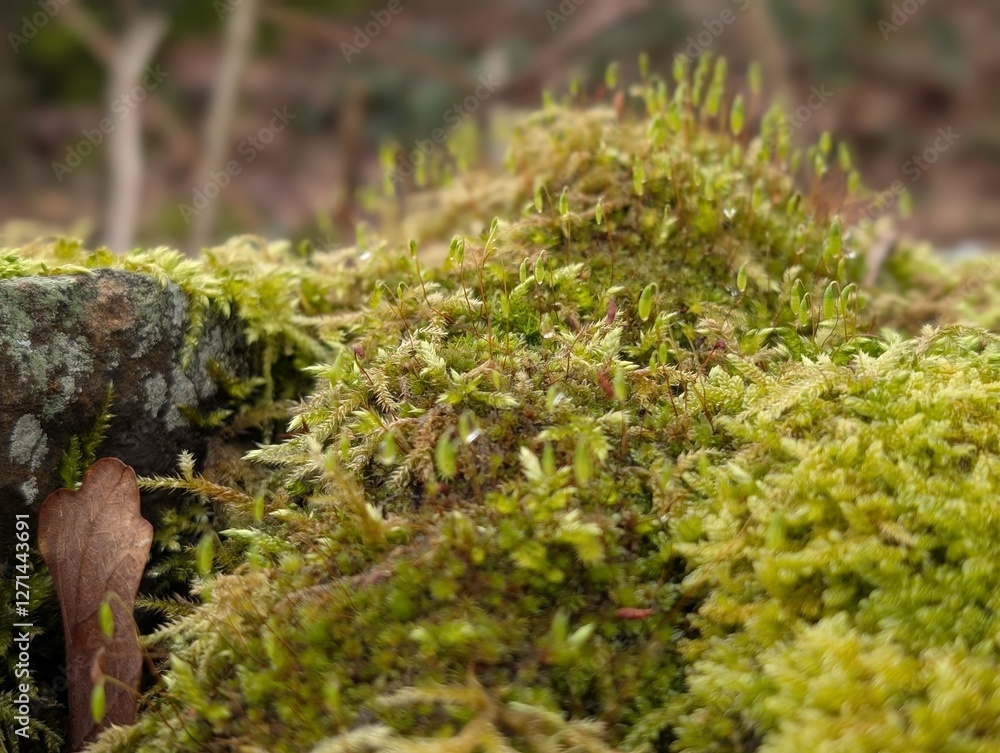 Various mosses growing in the British countryside Various mosses growing in the British countryside
