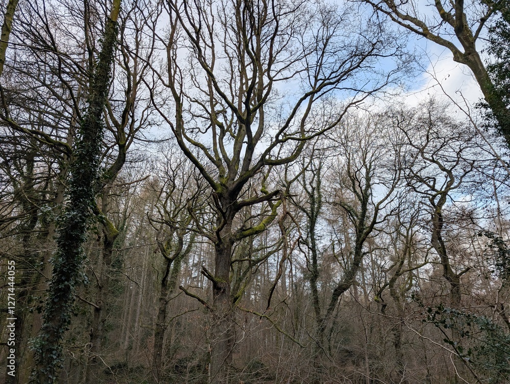 Tree canopy in a British Woodland Tree canopy in a British Woodland