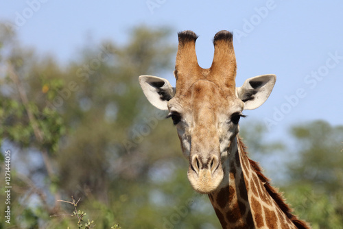 Photography Giraffe / Giraffe / Giraffa camelopardalis