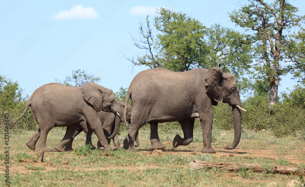 Fototapeta premium Afrikanischer Elefant / African elephant / Loxodonta africana
