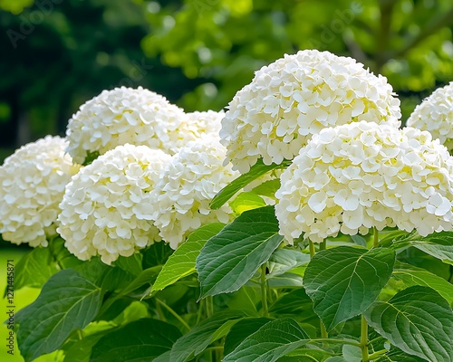 White Hydrangea blossoms in garden setting photo