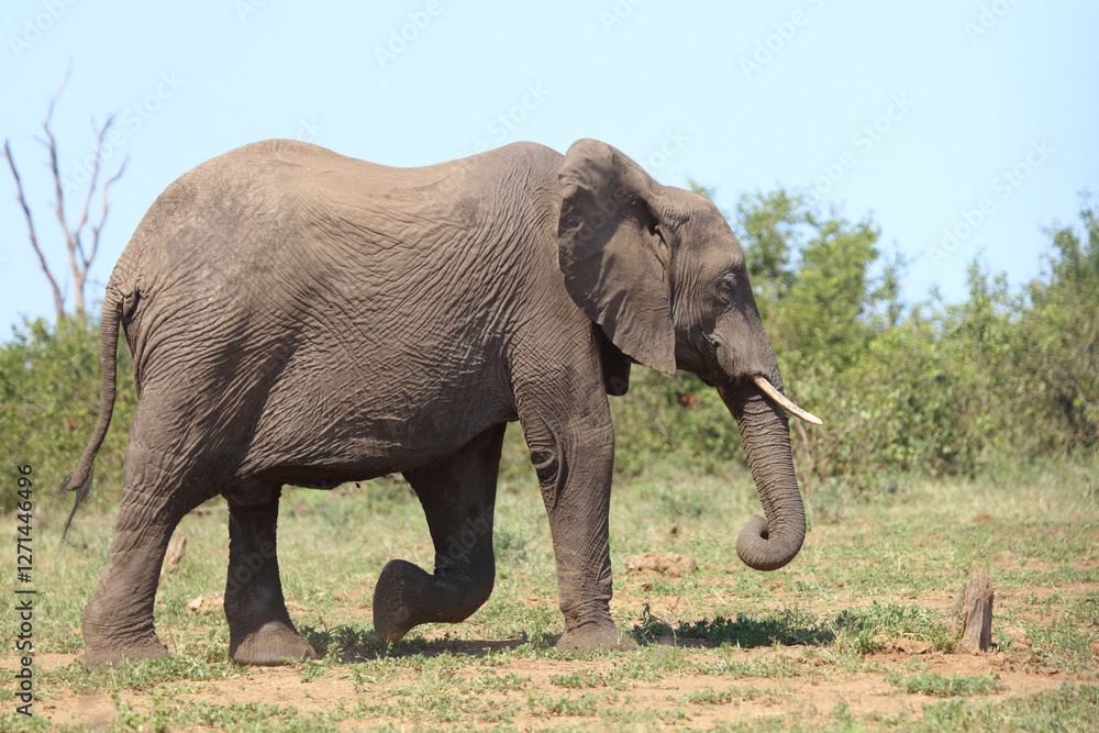 Obraz premium Afrikanischer Elefant / African elephant / Loxodonta africana