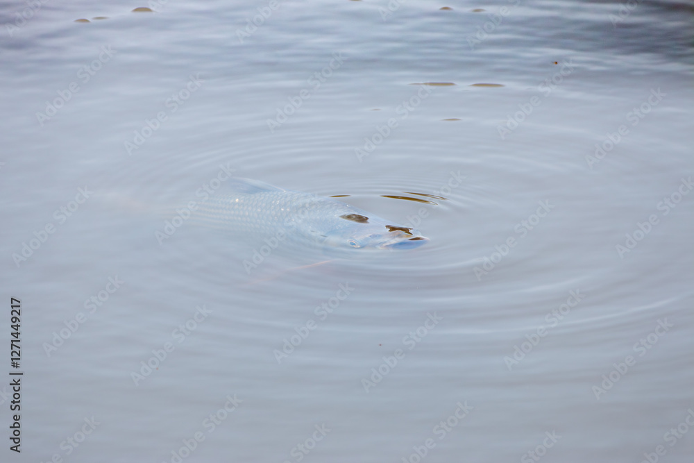 scaled fish submerged near the surface in still water lake making circles of small waves on the surface
scaled fish submerged near the surface in still water lake making circles of small waves on the surface