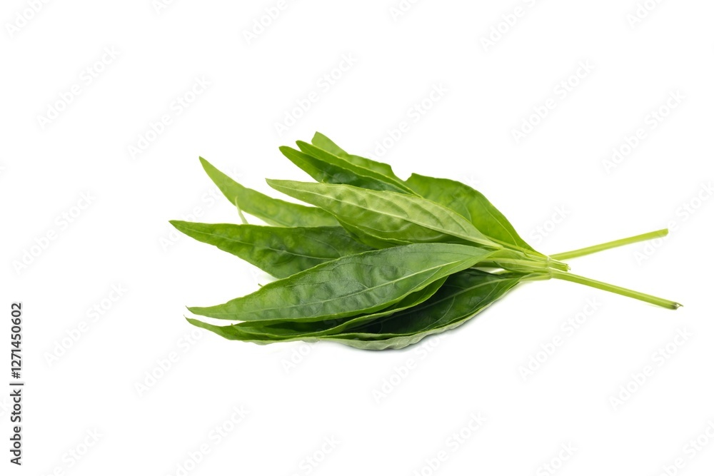 Andrographis Paniculata Leaves or Green Chiretta with Copy Space Isolated on White Background, Also Known as Kalmegh, Uses as Ayurvedic Herbal Medicine Andrographis Paniculata Leaves or Green Chiretta with Copy Space Isolated on White Background, Also Known as Kalmegh, Uses as Ayurvedic Herbal Medicine