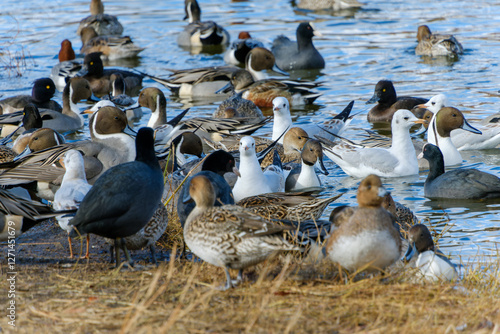 湖に集まる水鳥たちのにぎやかな光景 photo