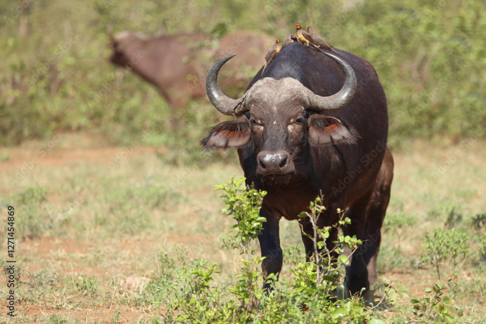 Kaffernbüffel und Gelbschnabel-Madenhacker / African buffalo and Yellow-billed oxpecker / Syncerus caffer et Buphagus africanus. Kaffernbüffel und Gelbschnabel-Madenhacker / African buffalo and Yellow-billed oxpecker / Syncerus caffer et Buphagus africanus.