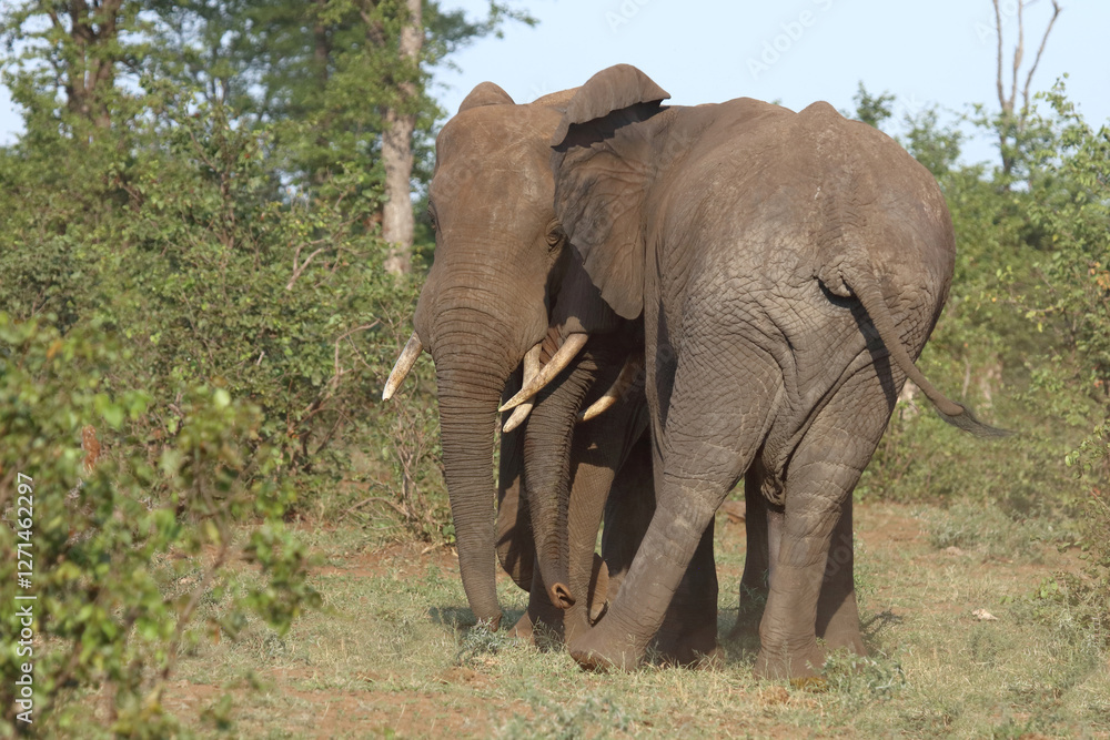 Afrikanischer Elefant / African elephant / Loxodonta africana Afrikanischer Elefant / African elephant / Loxodonta africana