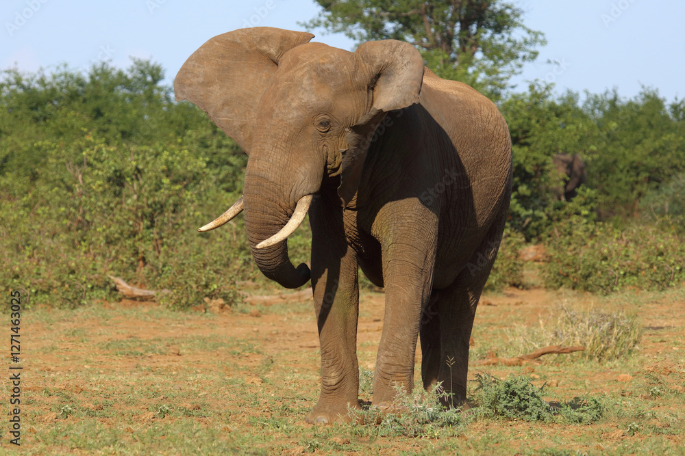 Obraz premium Afrikanischer Elefant / African elephant / Loxodonta africana