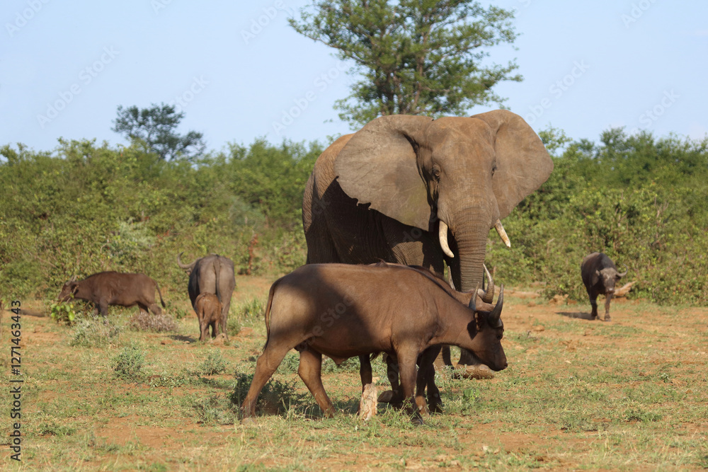 Afrikanischer Elefant und Kaffernbüffel / African elephant and African buffalo / Loxodonta africana et Syncerus caffer Afrikanischer Elefant und Kaffernbüffel / African elephant and African buffalo / Loxodonta africana et Syncerus caffer