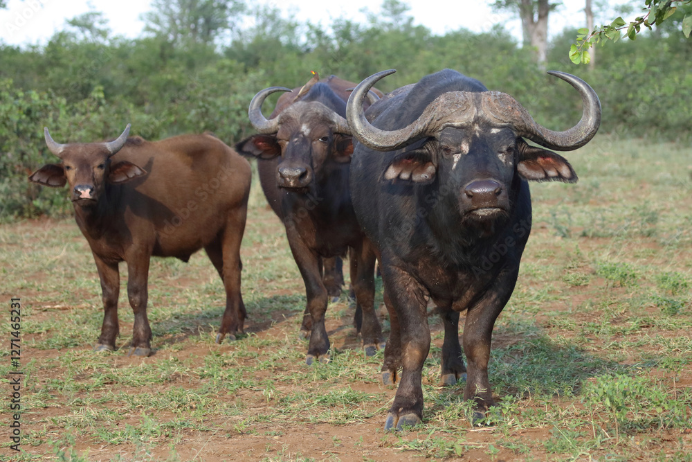 Kaffernbüffel / African buffalo / Syncerus caffer Kaffernbüffel / African buffalo / Syncerus caffer