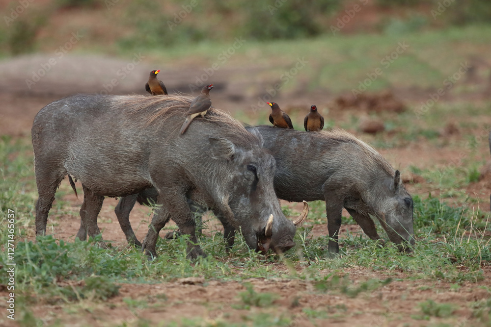 Warzenschwein und Gelbschnabel-Madenhacker / Warthog and Yellow-billed oxpecker / Phacochoerus africanus et Buphagus africanus.. Warzenschwein und Gelbschnabel-Madenhacker / Warthog and Yellow-billed oxpecker / Phacochoerus africanus et Buphagus africanus..