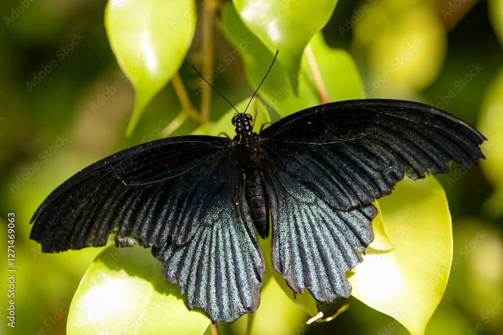 Macro photography of a butterfly in a botanic garden in France Macro photography of a butterfly in a botanic garden in France