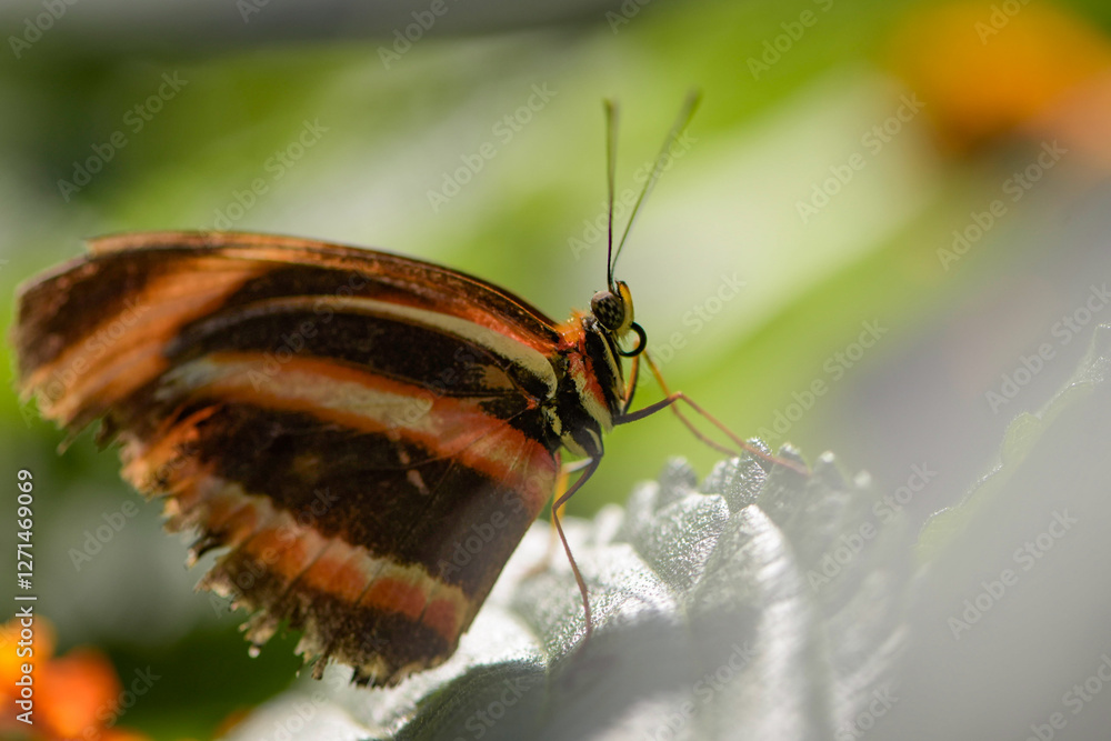 Macro photography of a butterfly in a botanic garden in France Macro photography of a butterfly in a botanic garden in France