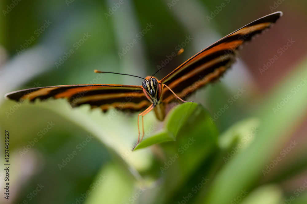 Macro photography of a butterfly in a botanic garden in France Macro photography of a butterfly in a botanic garden in France