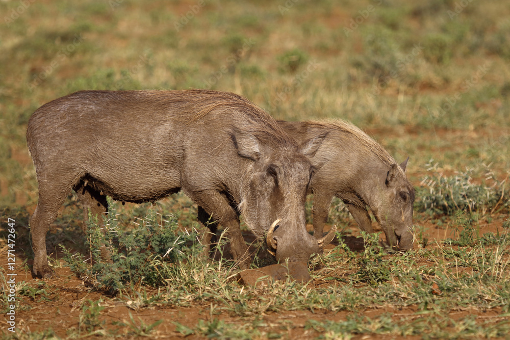 Warzenschwein / Warthog / Phacochoerus africanus... Warzenschwein / Warthog / Phacochoerus africanus...