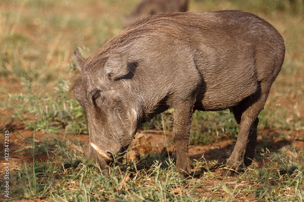 Warzenschwein / Warthog / Phacochoerus africanus Warzenschwein / Warthog / Phacochoerus africanus