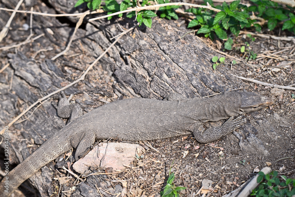 Resting Monitor Lizard on Dry Terrain Resting Monitor Lizard on Dry Terrain