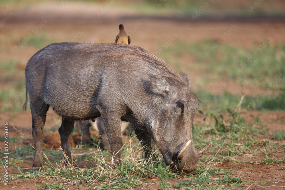 Warzenschwein / Warthog / Phacochoerus africanus.. Warzenschwein / Warthog / Phacochoerus africanus..