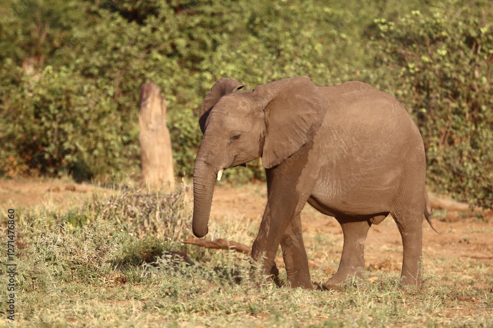 Afrikanischer Elefant / African elephant / Loxodonta africana Afrikanischer Elefant / African elephant / Loxodonta africana