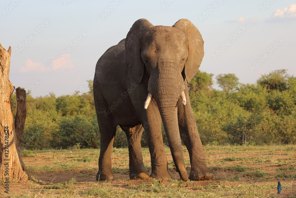 Obraz premium Afrikanischer Elefant / African elephant / Loxodonta africana