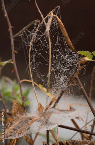 Wallpaper Mural Dew-Covered Spider Web on Dried Branches – Macro Nature Photography Torontodigital.ca