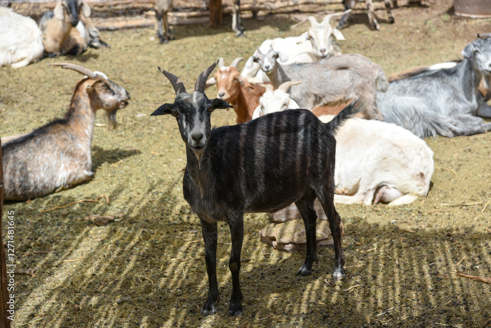 Farm goats in their pen with contrast light Farm goats in their pen with contrast light