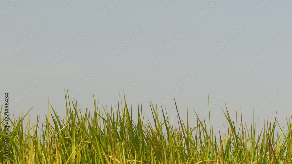 Lush Green Grass Under Clear Sky with Natural Light and Tranquil Vibes Lush Green Grass Under Clear Sky with Natural Light and Tranquil Vibes