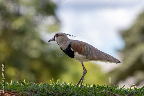 quero-quero bird in Brazil - vanellus chilensis photo